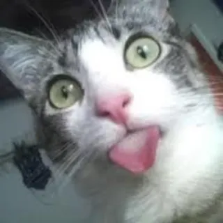 😜 cat, animal, pet, cute, tongue, funny telegram sticker