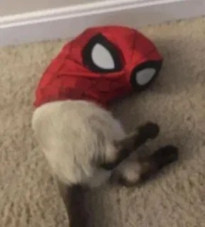 🥱 Spider-Man Katze, Spider-Man, Kostüm, Tier, Marvel telegram sticker