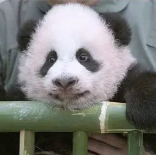 😕 panda, cute, baby panda, animal, zoo telegram sticker