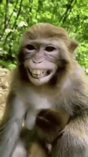 ❤️ monkey, ape, animal, primate, wildlife, mammal telegram sticker