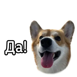 👍 Да! hond, corgi, glimlach, ja, russisch telegram sticker