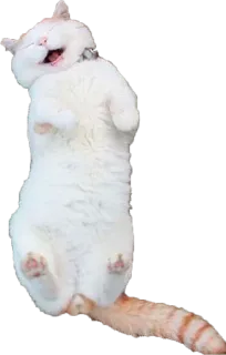 😻 gatto, animale, animale domestico, gatto bianco, gatto che dorme, animale da compagnia whatsapp sticker