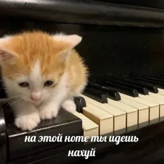 💘 на этой ноте ты идешь нахуй kätzchen, katze, klavier, beleidigend, russisch telegram sticker