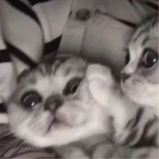 👉 Katze, Kätzchen, süß, Tiere, Haustiere whatsapp sticker
