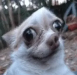 😶 dog, chihuahua, animal, pet, meme, funny telegram sticker