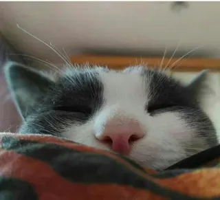 😴 Katze, Haustier, schlafend, Tier, Hauskatze, Nahaufnahme, grau und weiß telegram sticker
