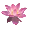 🌸