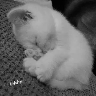 🕸 ipishy 猫, 小猫, 睡觉, 动物, 可爱, 宠物, 白色, 小 telegram sticker