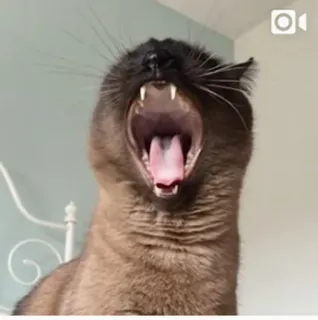 😫 кот, зевающий, животное, домашнее животное, млекопитающее, домашняя кошка telegram sticker