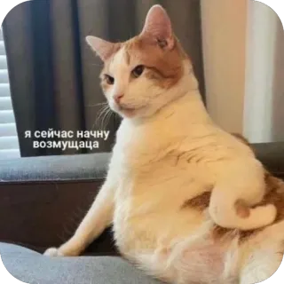 🫥 я сейчас начну возмущаца telegram sticker