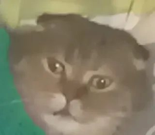 🤨 gato, animal, animal de estimação, animal doméstico, mamífero telegram sticker