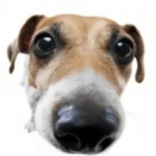 🐶 Hund, Tier, Haustier, süß, Nahaufnahme whatsapp sticker