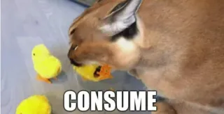 🐱 CONSUME karakal, katze, essen, meme, tier, lustig telegram sticker