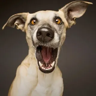 😲 cane, animale, animale domestico, animale da compagnia, mammifero, canino telegram sticker