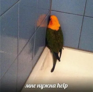 😔 мне нужна help parrot, sad, help, bird, bathroom, tile, animal telegram sticker