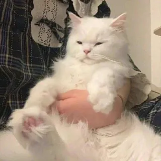 🌟 Katze, weiße Katze, Perserkatze, flauschig, Haustier, Tier telegram sticker