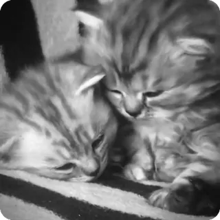 🐾 kittens, cats, animals, cute, pets, felines, domestic animals telegram sticker