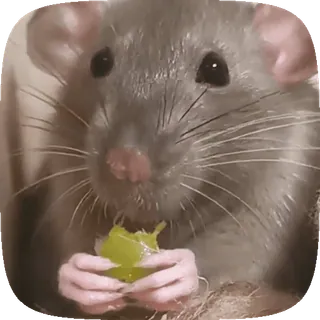 🙂 rat, rodent, animal, pet, cute, eating, grape, gray rat telegram sticker