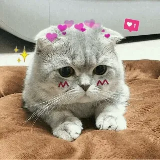 🐾 猫, 子猫, 動物, 可愛い, かわいい, ハート, ペット telegram sticker