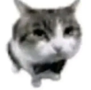 😐 chat, animal, animal de compagnie, nœud papillon, mignon telegram sticker