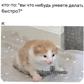 🐱 кто-то: *вы что нибудь умеете делать быстро?* я: да я быстро устаю telegram sticker