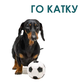 🥺 cane, calcio, animale, bassotto, animale domestico telegram sticker