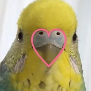 ❤ perruche, oiseau, coeur, animal, mignon, animal de compagnie telegram sticker