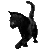 🐈‍⬛
