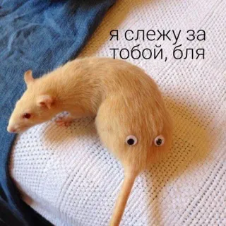 😑 Я слежу за тобой, бля rat, drôle, yeux, animal telegram sticker