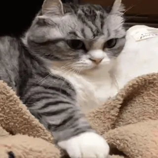 🐾 猫, かわいい, 動物, ペット, 家庭用 whatsapp sticker
