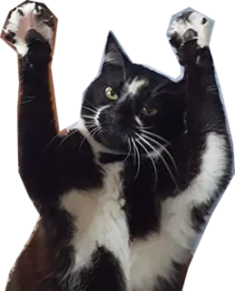 😄 gato, gato esmoquin, animal, animal doméstico, mascota, patas levantadas telegram sticker