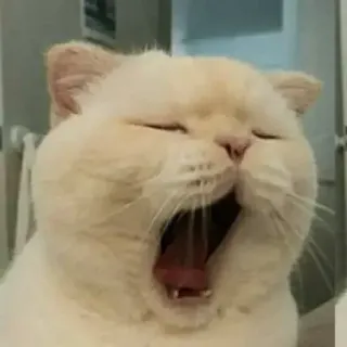 🥱 gato, bocejar, engraçado, animal, fofo whatsapp sticker