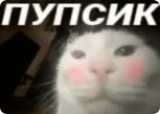 ☺ ПУПСИК kucing, imut, tersipu, rusia, stiker telegram sticker