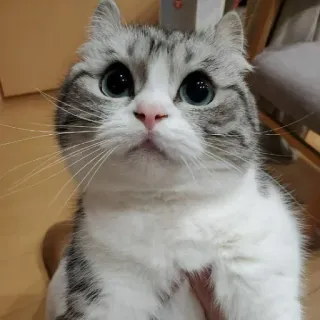 😕 cat, kitten, pet, cute, animal, domestic whatsapp sticker