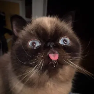 😾 猫, 動物, 面白い, ミーム, ペット, 舌出し telegram sticker