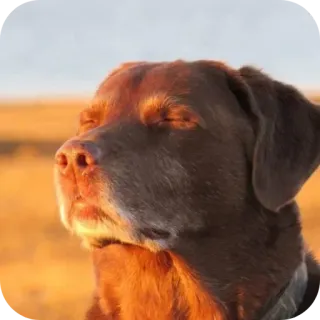 🐶 dog, labrador, relaxing, peaceful, sunset, nature, animal, golden hour, calm telegram sticker