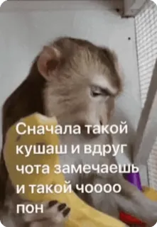🌟 Сначала такой кушаш и вдруг чота замечаешь и такой чоооо пон scimmia, mangiare, russo, divertente, scimmia antropomorfa whatsapp sticker
