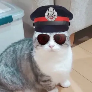 👮 cat, sunglasses, hat, police, animal, domestic whatsapp sticker