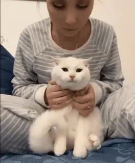 💋 кот, домашнее животное, животное, милый, домашняя кошка, белый кот, женщина, человек telegram sticker