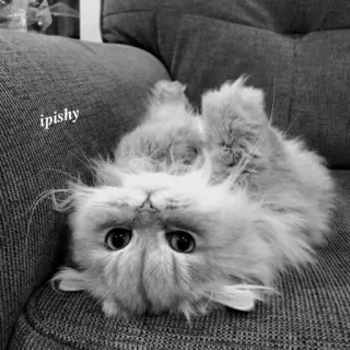 🕸 ipishy 猫, 小猫, 可爱, 宠物, 动物, 毛茸茸, 波斯猫 telegram sticker