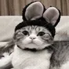 🐰