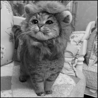 💮 gatto, leone, animale, animale domestico, carino, gattino, felino, bianco e nero telegram sticker