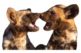 👨‍❤️‍💋‍👨 Lisy afrykańskie, Psy, Zwierzęta, Dzikie zwierzęta, Natura, Ssaki telegram sticker