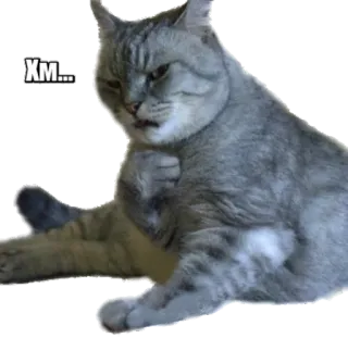 🤔 XM... cat, animal, sticker, grey, thinking telegram sticker