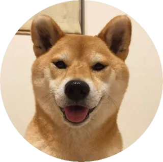 😃 개, 시바견, 애완동물, 동물, 귀여운 telegram sticker