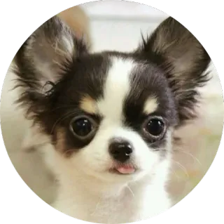 😋 dog, chihuahua, cute, animal, pet telegram sticker