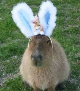 👯‍♀️ capybara, oreilles de lapin, pâques, mignon, rongeur, animal, doux whatsapp sticker
