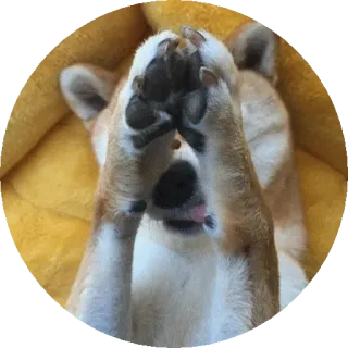 😬 pies, shiba inu, a kuku, słodki, zwierzę, zwierzak telegram sticker