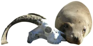 💀 skull, seal, animal, bones, horns telegram sticker
