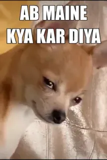 🥺 dog AB MAINE KYA KAR DIYA dog, meme, regret, confused, sad, hindi, animal telegram sticker